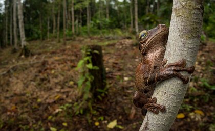 One of the unintended victims of conflict and coca production. Credit: Sebastian Di Domenico.